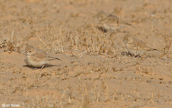 עפרוני חכלילי   Bar-tailed Lark Ammomanes cincturus                               דרום הנגב,מרץ 2006